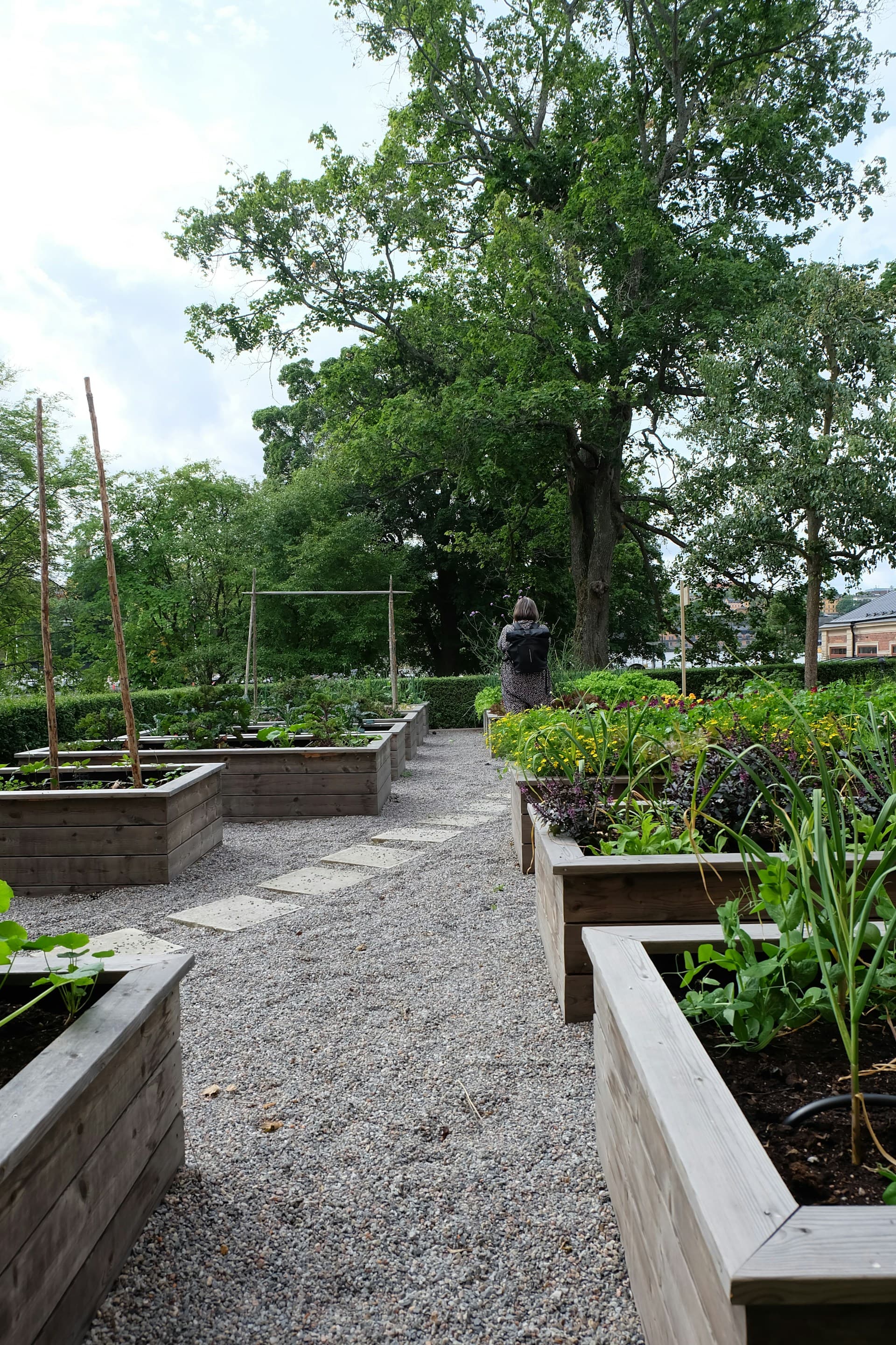 Raised garden beds in a community plot with wooden dividers, where students would measure soil area, compost volume, and corner coordinates for a permit.